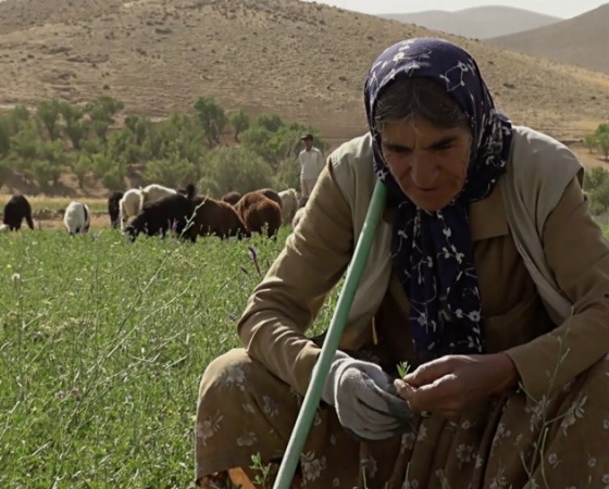 Falaknaz