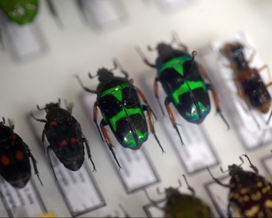 Insectopedia