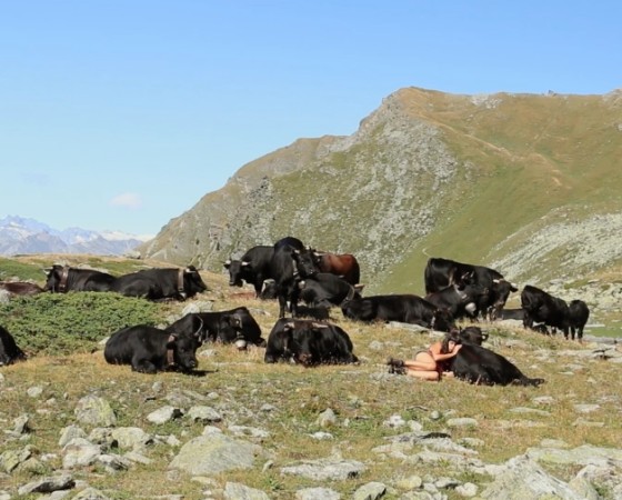 Vaches et reines